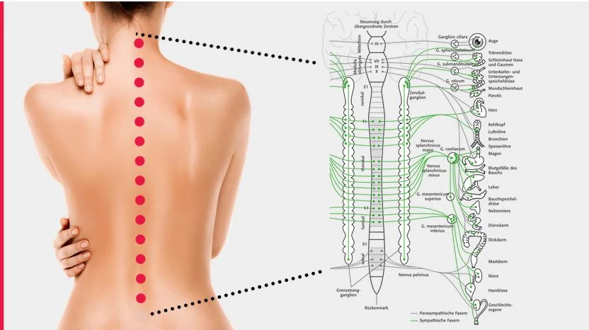 E-Learning-Kurs: Grundlagen der Matrix-Rhythmus-Therapie [Digital]