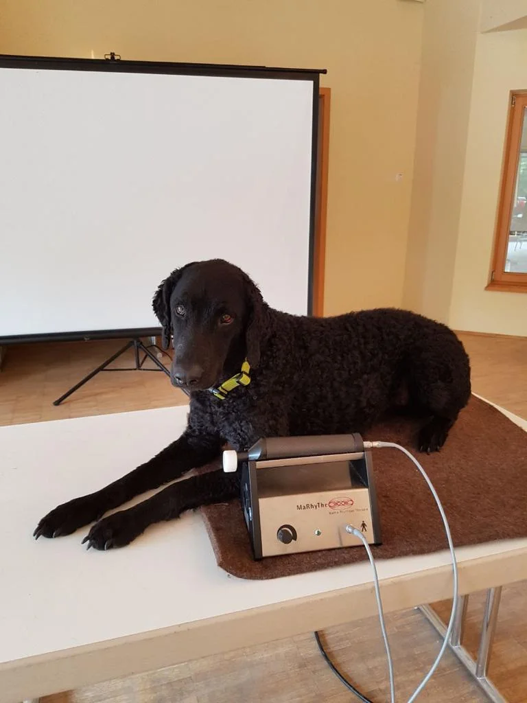 Präsenzseminar - Anwendung der Matrix-Rhythmus-Therapie bei Pferd und Kleintier